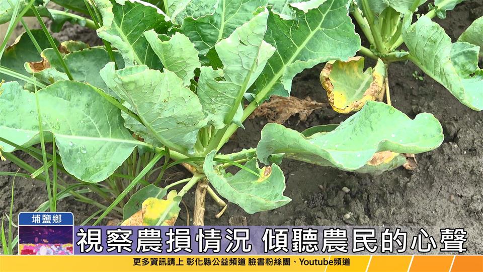 112-09-04 王縣長視察關心埔鹽地區 青蔥花椰菜農損情形